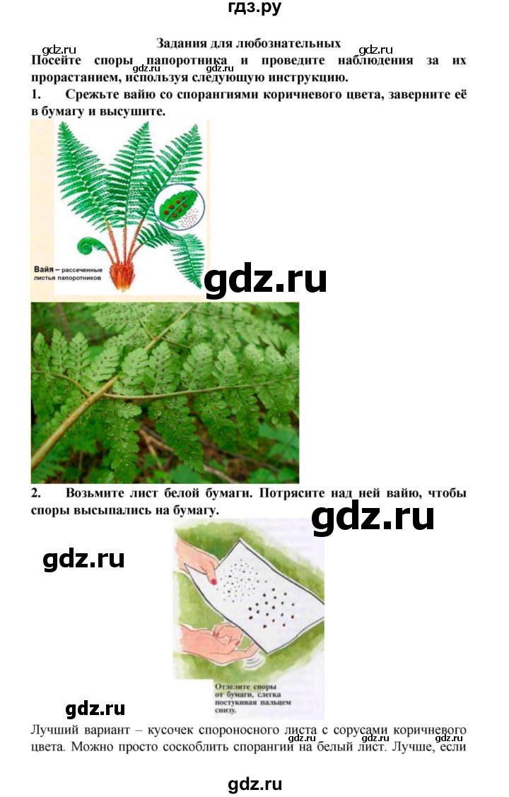 ГДЗ по биологии 6 класс Пасечник   § 22. Размножение споровых растений  - Задания для любознательных, решебник