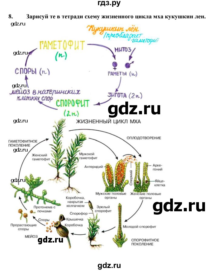 ГДЗ по биологии 7 класс  Захаров   Высшие растения. Отдел Моховидные - 8, Решебник №1