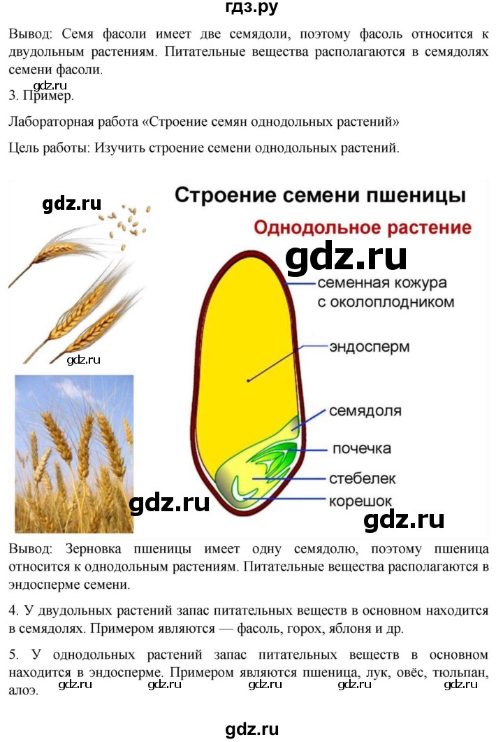 ГДЗ по биологии 6 класс Пасечник рабочая тетрадь страница - 46, Решебник 2024