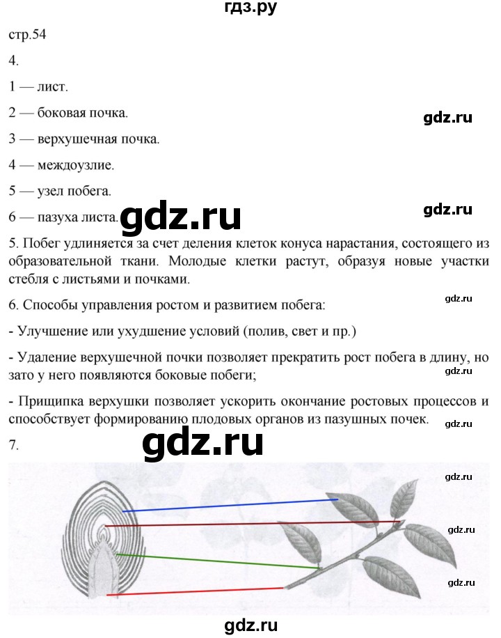 ГДЗ по биологии 6 класс Пасечник рабочая тетрадь страница - 54, Решебник 2024