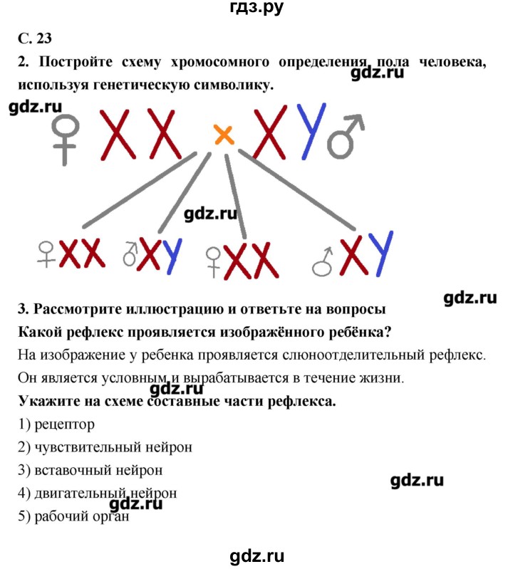 ГДЗ по биологии 9 класс Сухорукова тетрадь-тренажер  страница - 23, Решебник