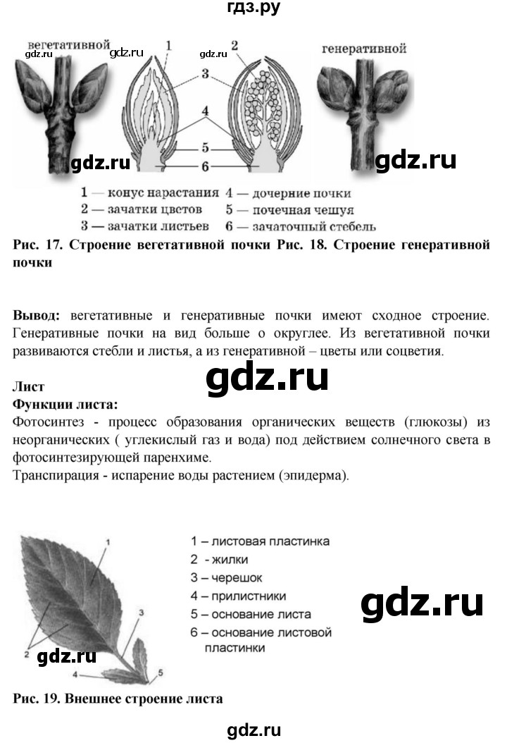 ГДЗ по биологии 6 класс Бодрова рабочая тетрадь  страница - 22, Решебник