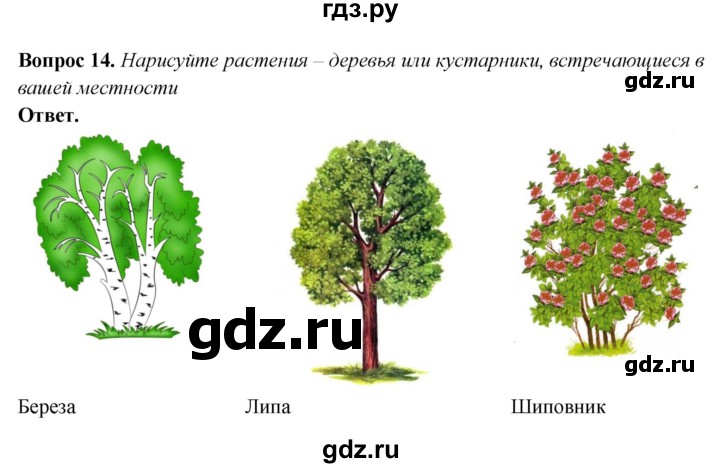 ГДЗ по природоведению 6 класс Лифанова Для обучающихся с интеллектуальными нарушениями страница - 45, Решебник