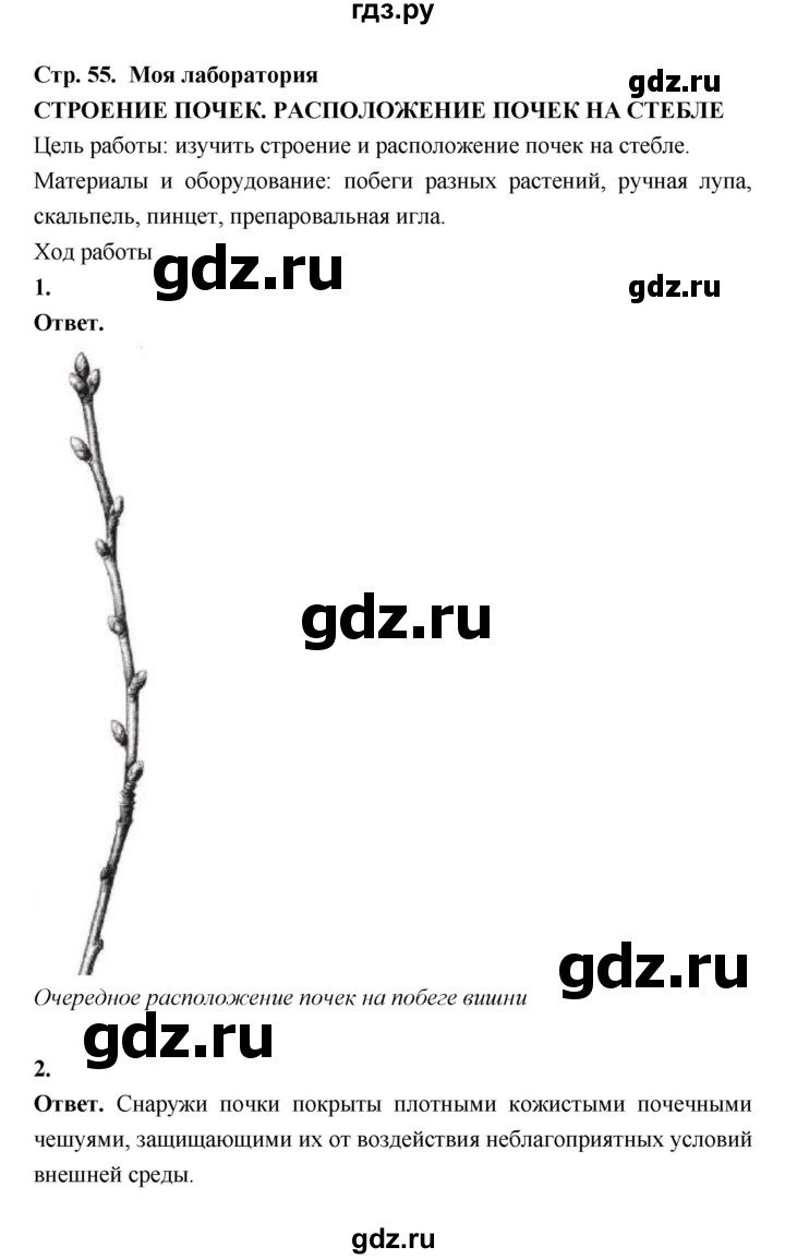 ГДЗ по биологии 6 класс  Пасечник  Базовый уровень страница - 55, Решебник