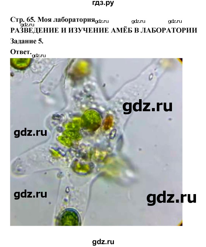 ГДЗ по биологии 8 класс  Пасечник  Базовый уровень параграф 15 (страница) - 65, Решебник