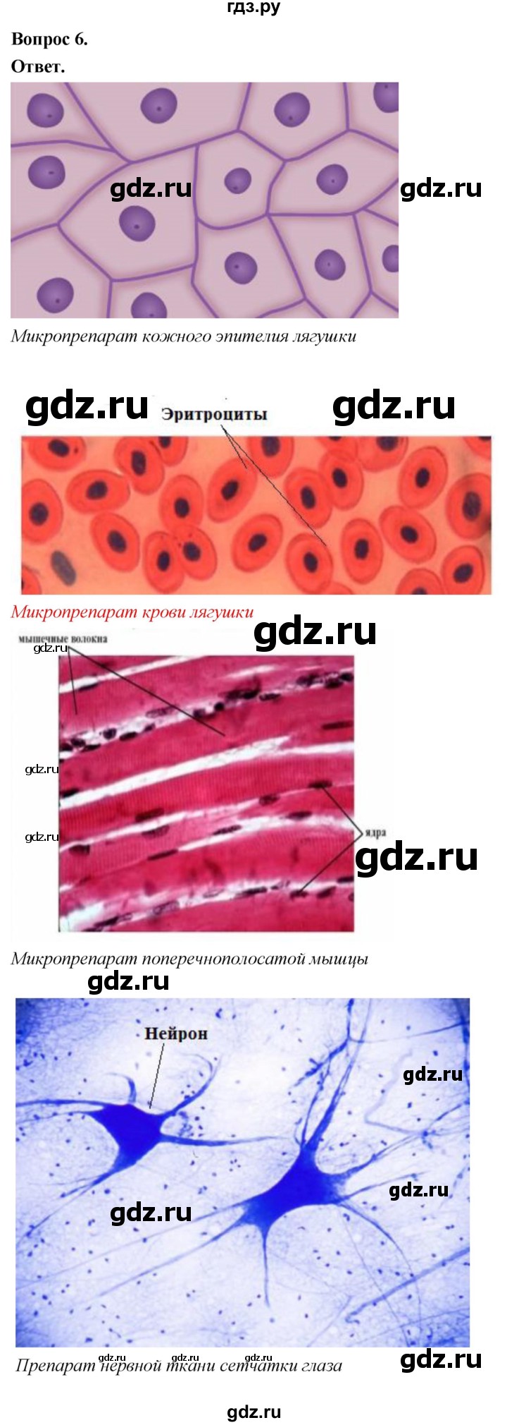 ГДЗ по биологии 8 класс Суматохин Углубленный уровень часть 1 / §9 / практикум - 6, Решебник