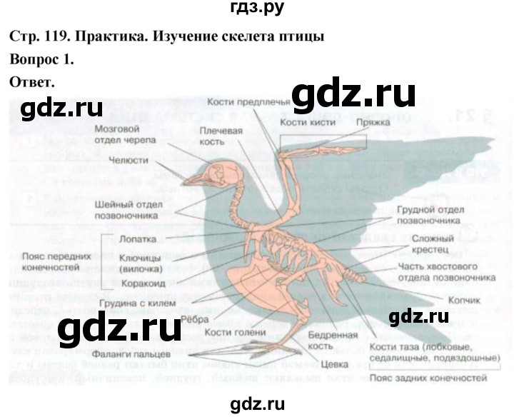 ГДЗ по биологии 8 класс Суматохин Углубленный уровень часть 2 / §21 / практикум - 1, Решебник