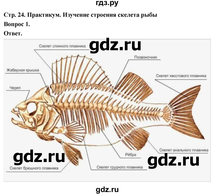 ГДЗ по биологии 8 класс Суматохин Углубленный уровень часть 2 / §4 / практикум - 1, Решебник