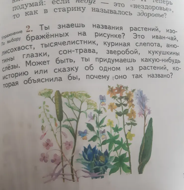 Как написать про цветок иван-чай,как появилось это название?