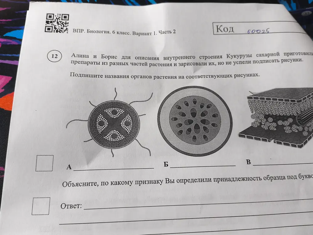 Алина и Борис для описания внутреннего строения Кукурузы сахарной приготовили препараты из разных частей растения и заресовали их но не успели подписать рисунки
