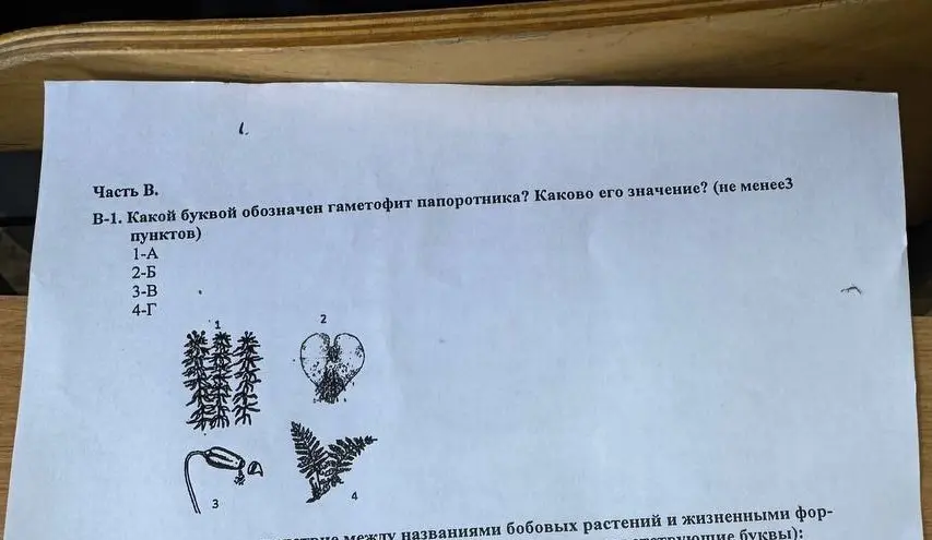 Какой буквой обозначен гаметофит папоротника?
