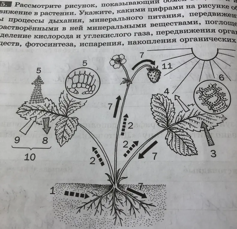 Биология: рассмотрите рисунок, показывающий обмен их передвижение в растении