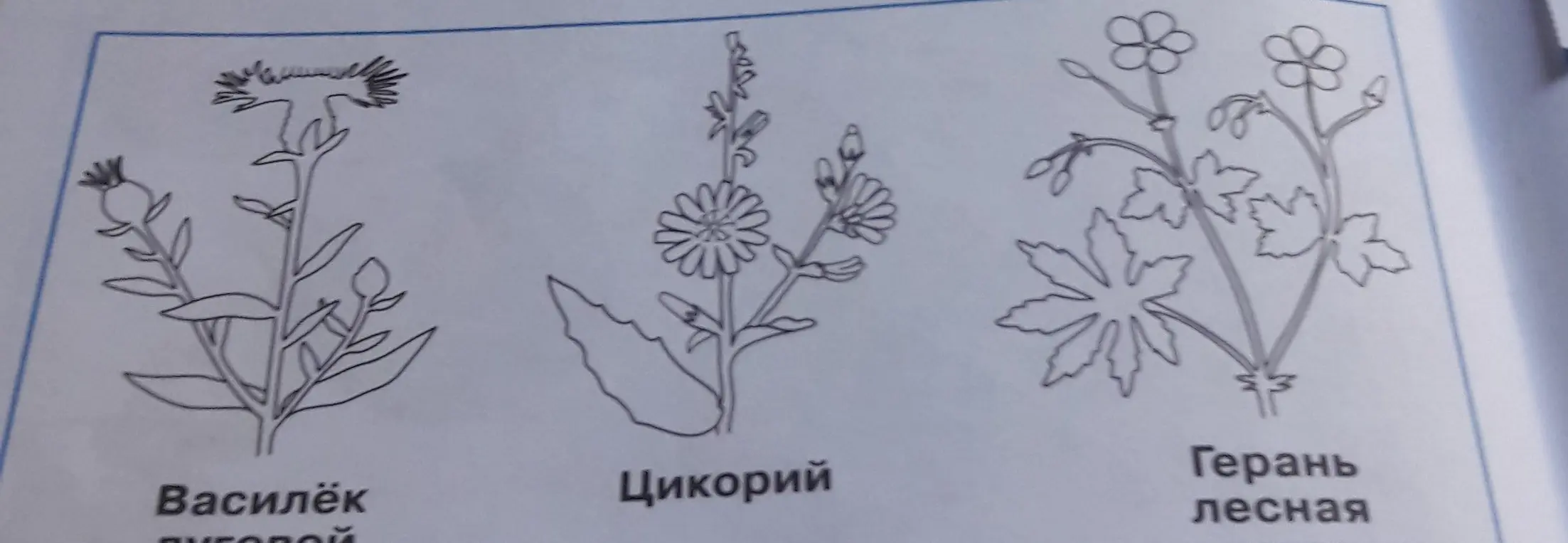Как раскрасить?