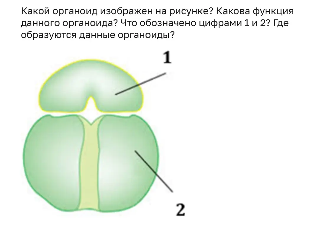 Ответь на вопросы: "Какой органоид изображен на рисунке? Какова функция данного органоида? Что обозначено цифрами 1 и 2? Где образуются данные органоиды?"