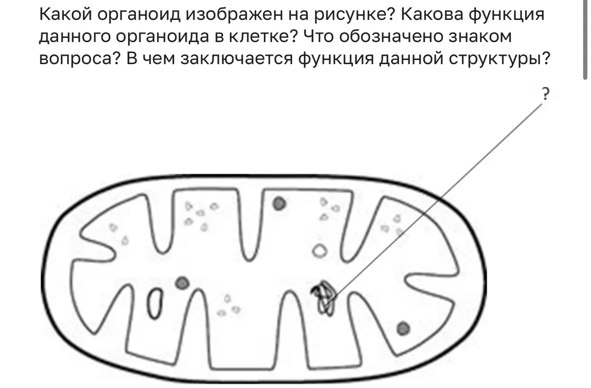 Определи, какой органоид изображен на рисунке, какова функция этого органоида в клетке, что обозначено знаком вопроса и в чем заключается функция данной структуры