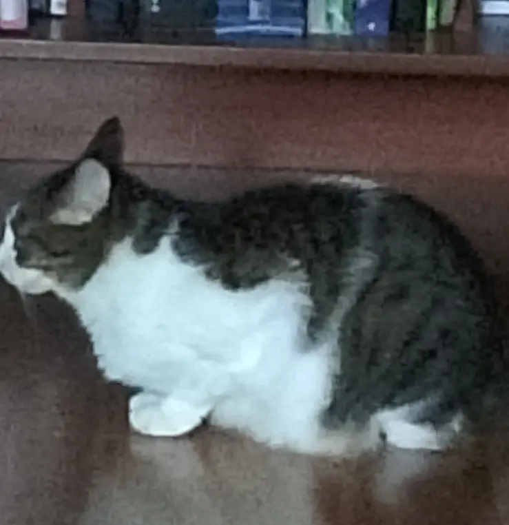 Это кошка?