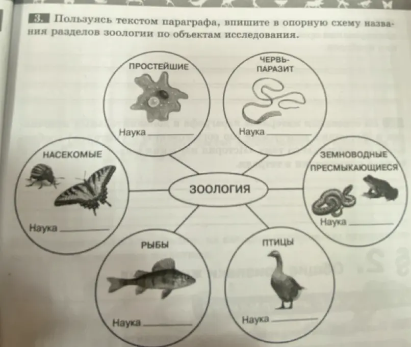 Впиши в опорную схему названия разделов зоологии по объектам исследования.