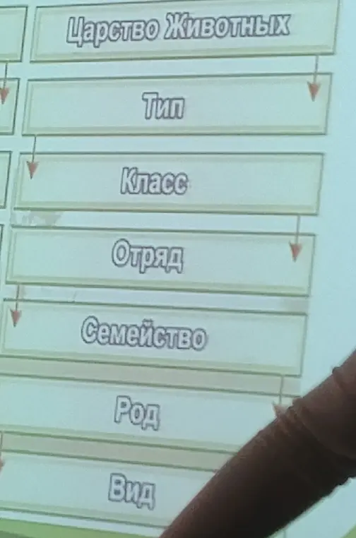 Объясни иерархию классификации животных: Царство, Тип, Класс, Отряд, Семейство, Род, Вид.