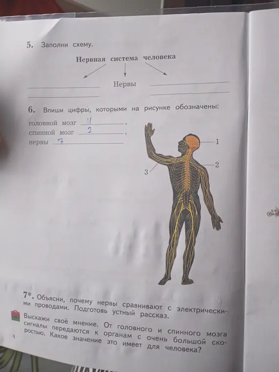 Заполни схему нервной системы человека