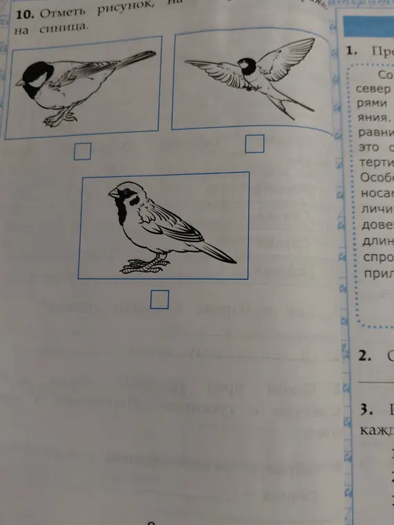 Отметь рисунок, где изображена синица.