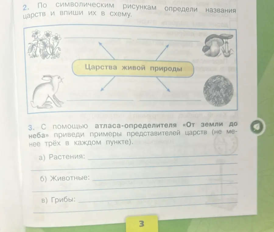 Помоги определить названия царств по символическим рисункам и привести примеры представителей царств.