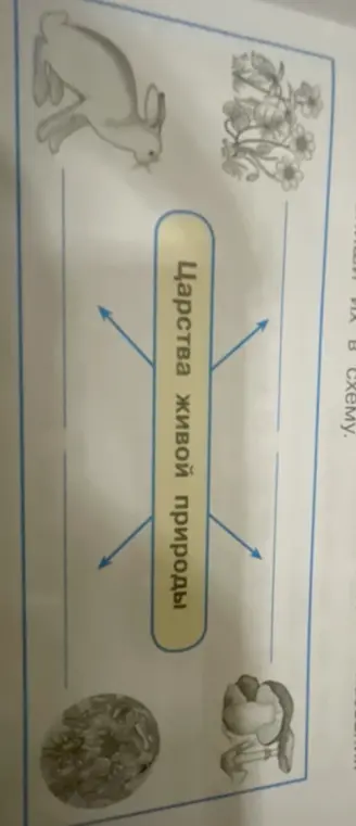 Составь схему царств живой природы