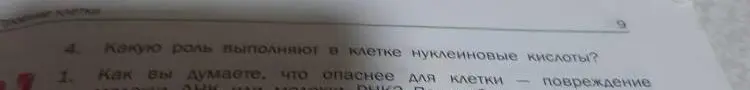 Ответь, какую роль выполняют в клетке нуклеиновые кислоты.