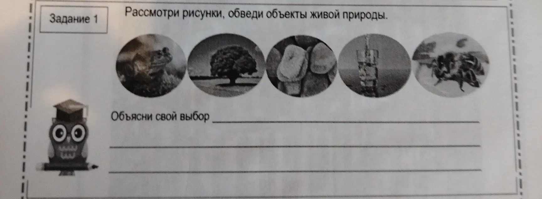 Помоги мне рассмотреть рисунки и обвести объекты живой природы в задании 1
