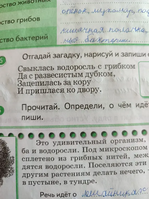 Предложи ответ на загадку: Свыклась водоросль с грибком да с развесистым дубком, зацепилась за кору и пришлася ко двору.