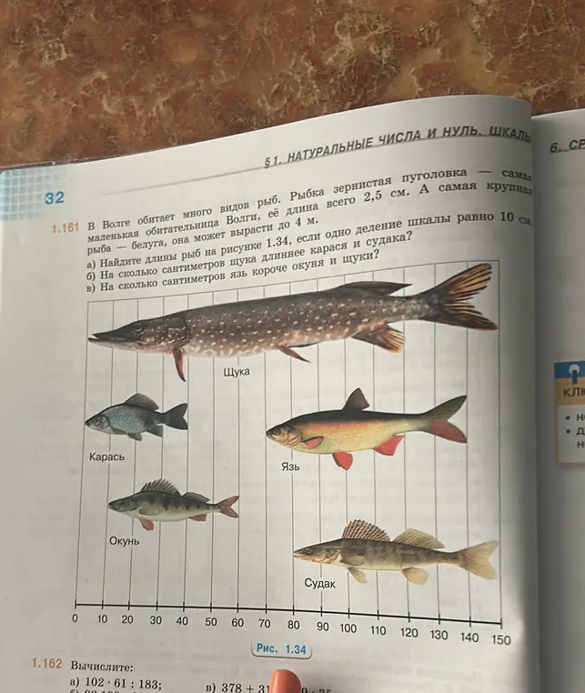 Найди длины рыб на рисунке 1.34, если одно деление шкалы равно 10 см