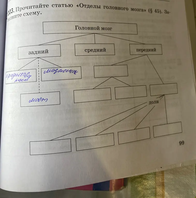 Заполни схему отделов головного мозга