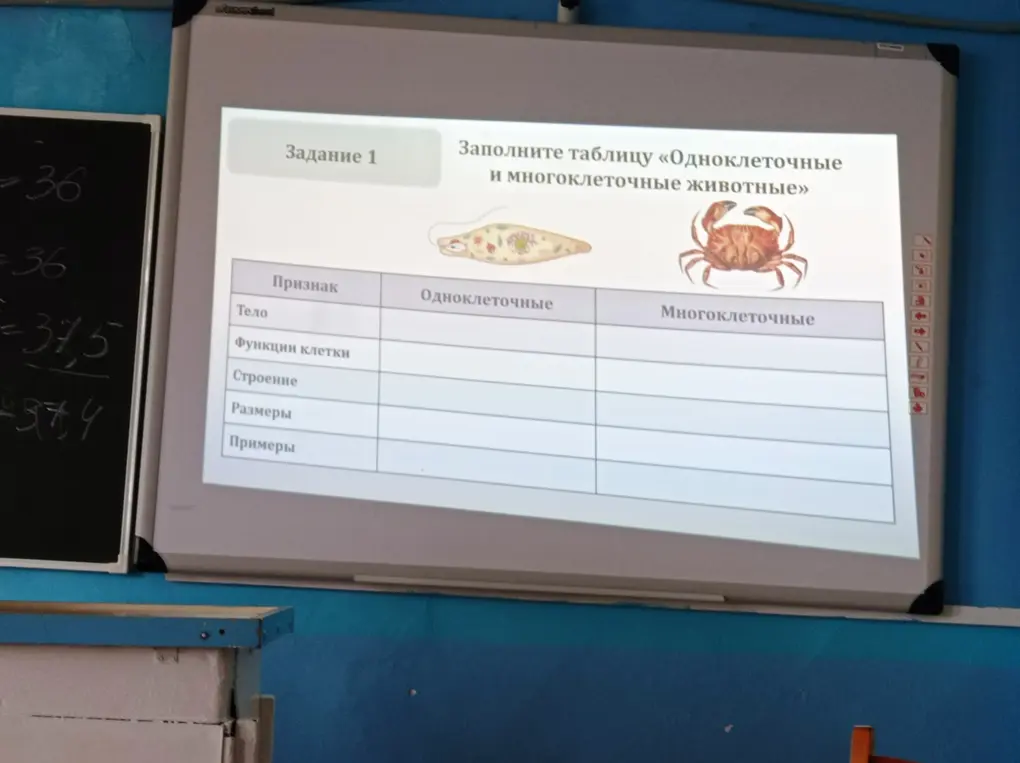 Заполни таблицу «Одноклеточные и многоклеточные животные»