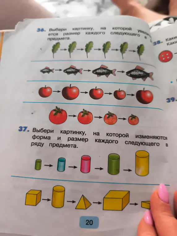 Выбери картинку, на которой увеличивается размер каждого следующего предмета