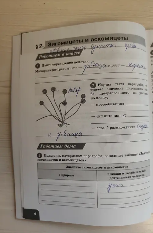 Дай определение понятия микориза, опиши плесневый гриб и заполни таблицу значения зигомицетов и аскомицетов.