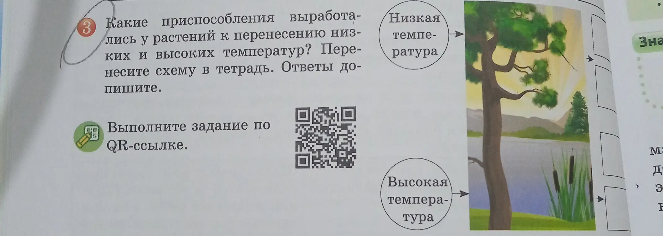 Какие приспособления выработались у растений к перенесению низких и высоких температур?