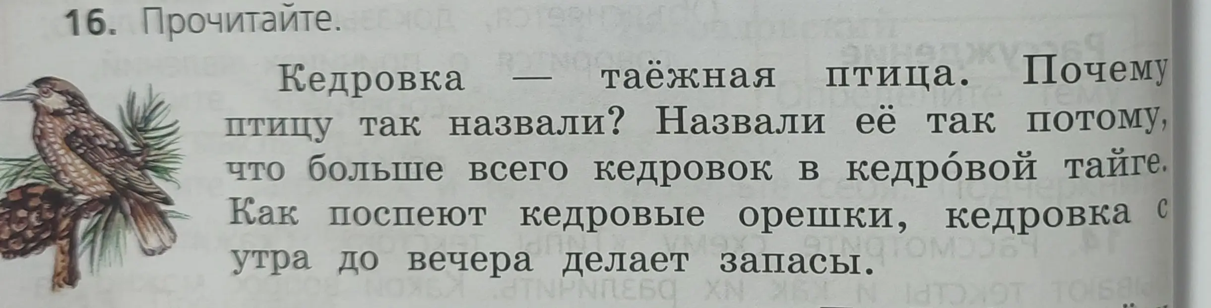 Почему птицу кедровку так назвали?