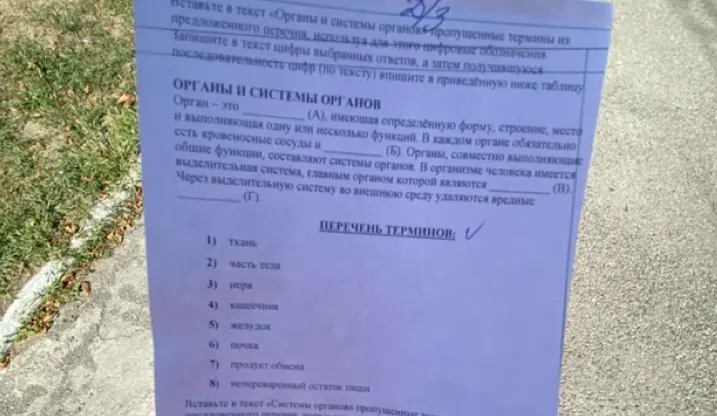 Заполни пропуски в тексте про органы и системы органов, используя предложенные термины