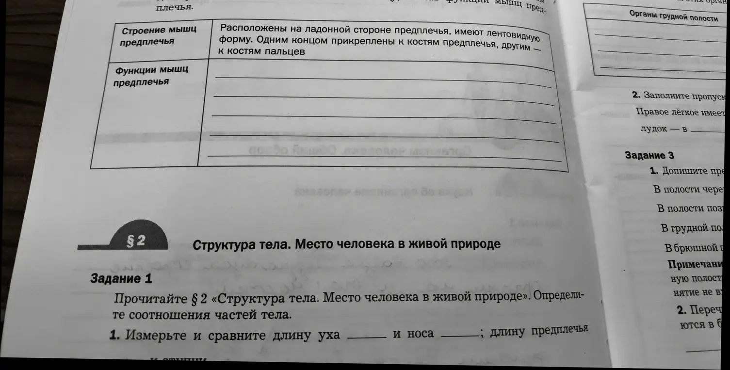 Определи соотношения частей тела (длину уха и носа, длину предплечья)