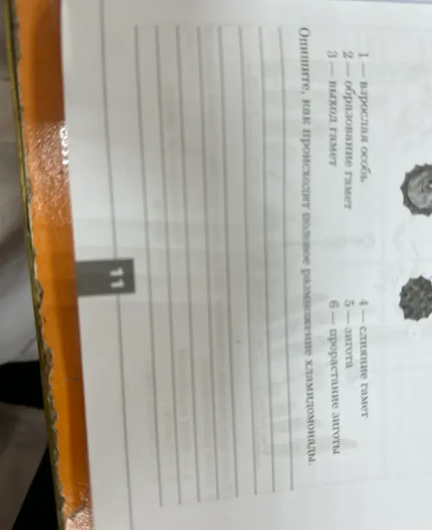 Опиши, как происходит половое размножение хламидомонады.