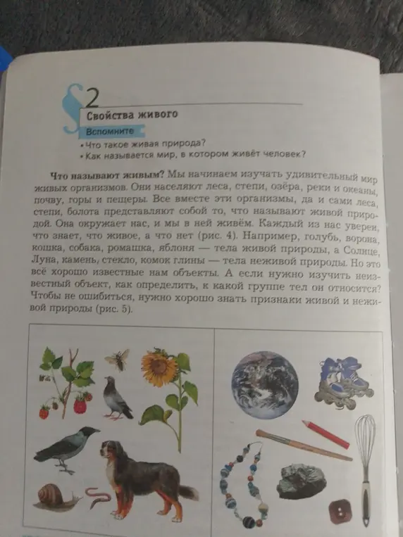 Какие объекты на картинке относятся к живой, а какие к неживой природе?