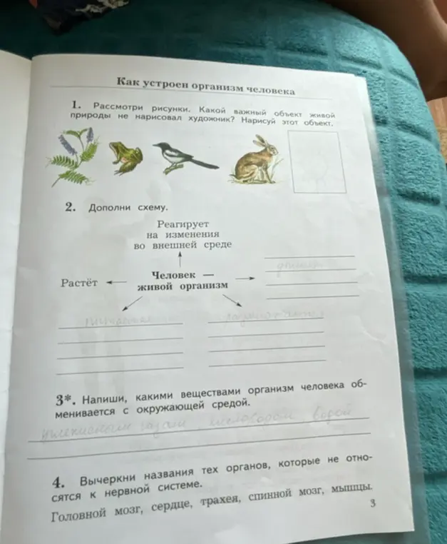 Выполни задания по биологии: нарисуй недостающий объект живой природы, дополни схему, напиши, какими веществами обменивается организм человека, вычеркни названия органов, не относящихся к нервной системе