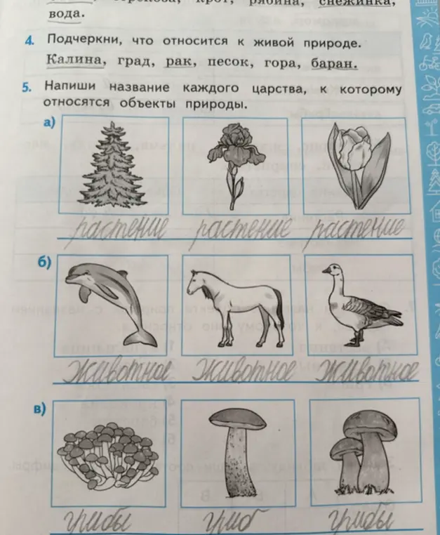 Подчеркни, что относится к живой природе: Калина, град, рак, песок, гора, баран.