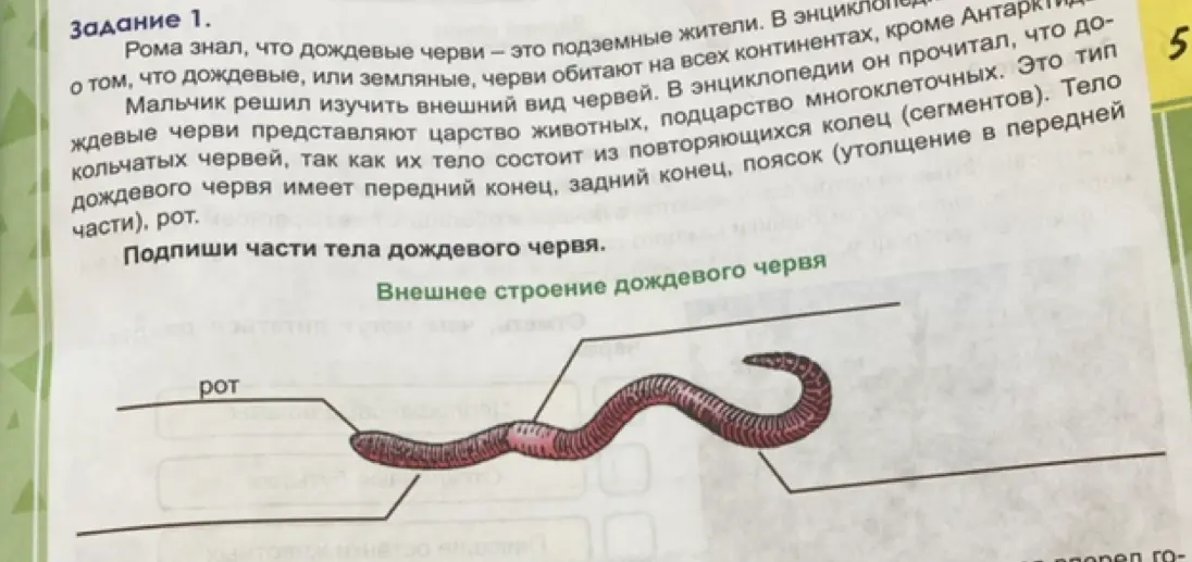 Подпиши части тела дождевого червя