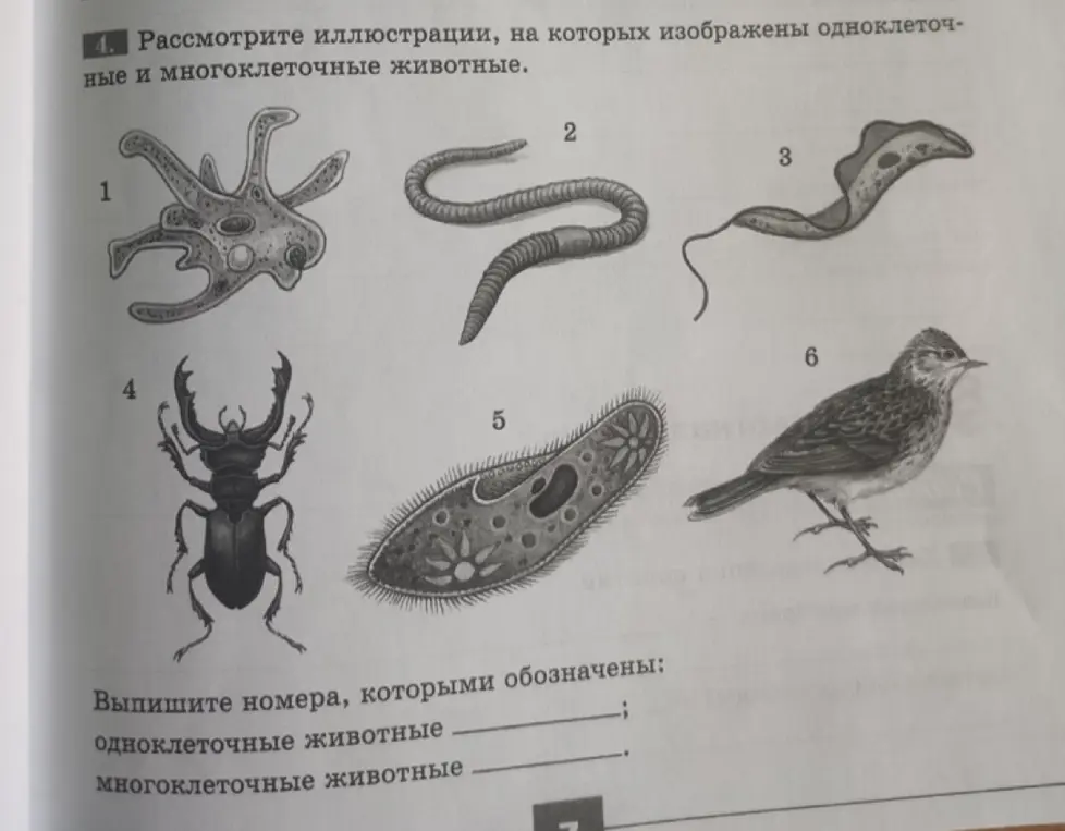 Выпиши номера, которыми обозначены одноклеточные животные