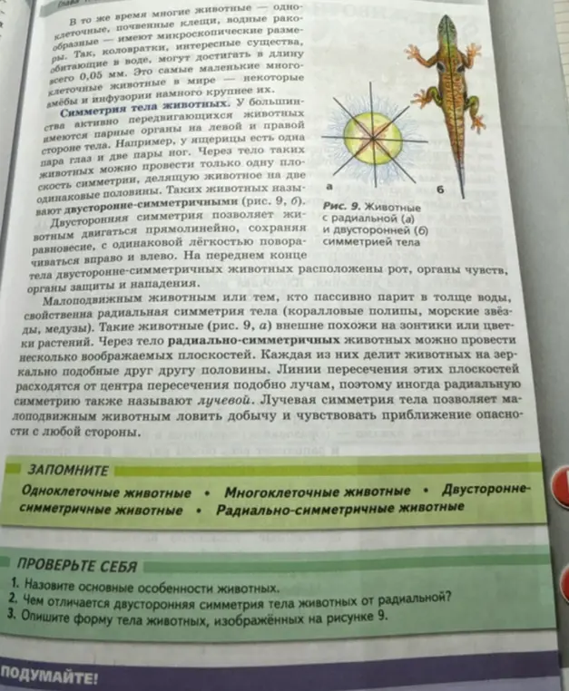 Можешь ли ты ответить на вопросы: 1. Назови основные особенности животных. 2. Чем отличается двусторонняя симметрия тела животных от радиальной? 3. Опиши форму тела животных, изображённых на рисунке 9.