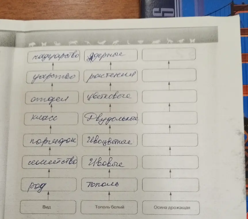 Заполни схему классификации для тополя и осины