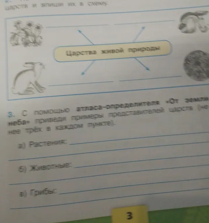 Приведи примеры представителей царств (не менее трёх в каждом пункте): растения, животные, грибы