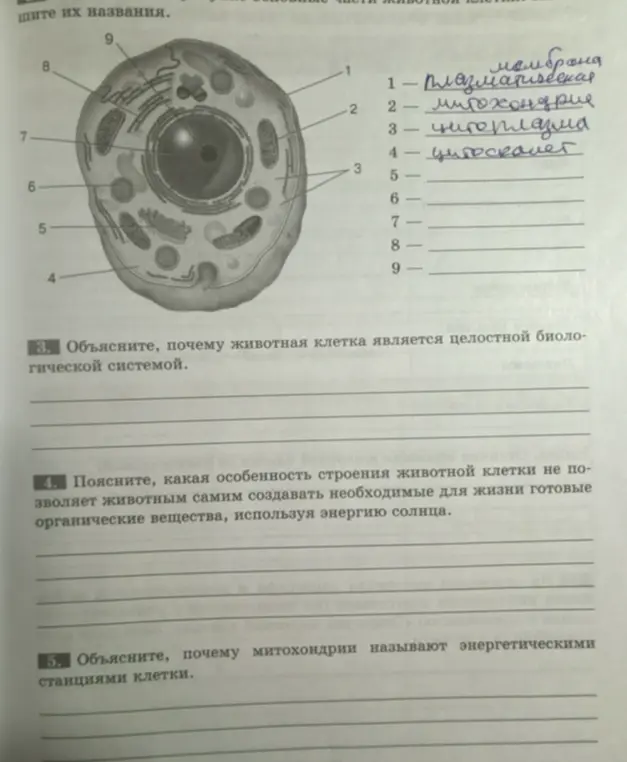 Назови части животной клетки на изображении под номерами 5, 6, 7, 8, 9. Объясни, почему животная клетка является целостной биологической системой. Объясни, какая особенность строения животной клетки не позволяет животным самим создавать необходимые для жизни готовые органические вещества, используя энергию солнца. Объясни, почему митохондрии называют энергетическими станциями клетки.