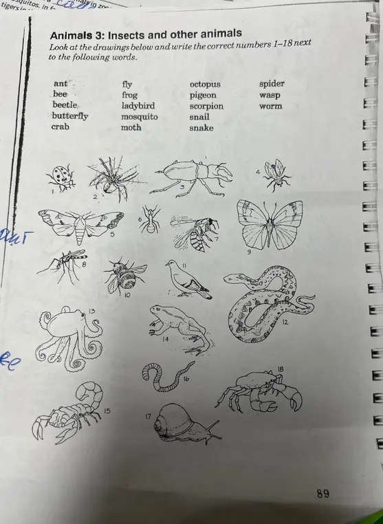 Сопоставь картинки и слова в упражнении Animals 3: Insects and other animals