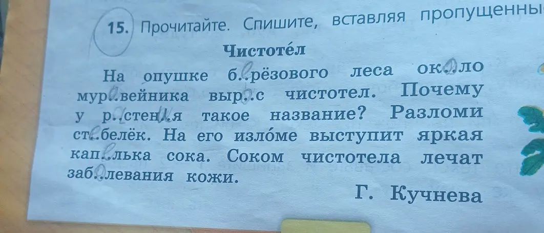 Вставь пропущенные буквы в тексте про чистотел